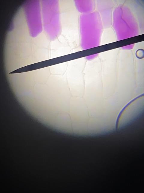 Blick durchs Mikroskop Foto Lennis Wunderlich 5b